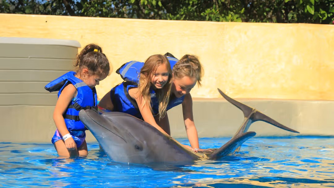 Meet & Greet a Dolphin