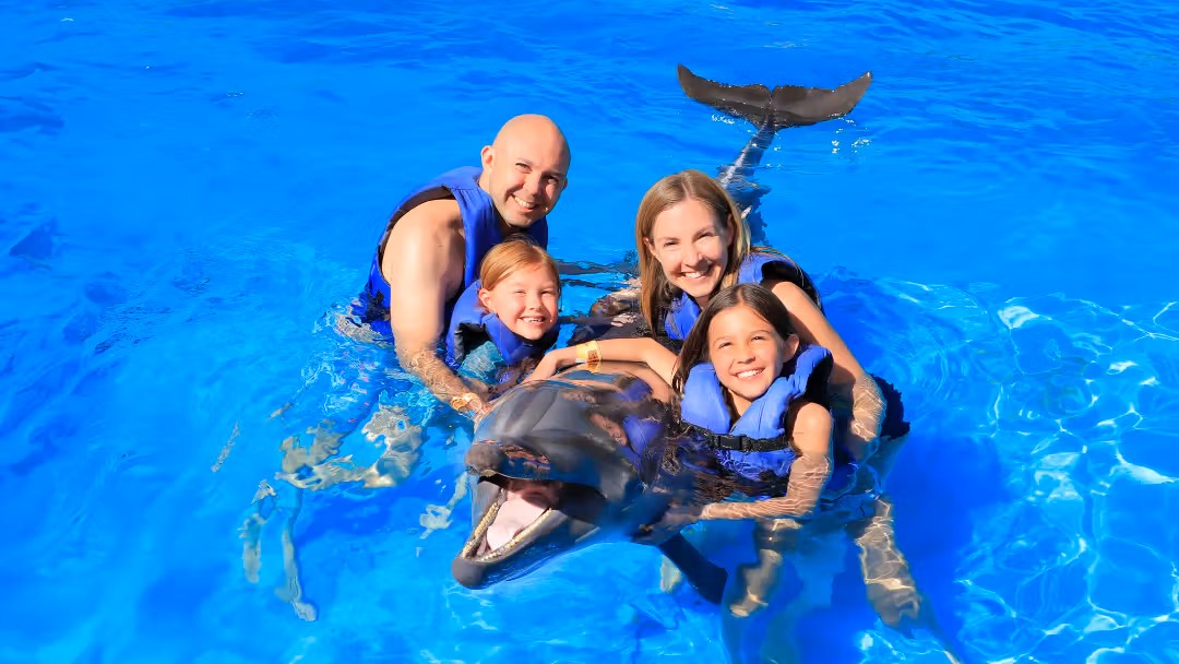 Swim with Dolphins 